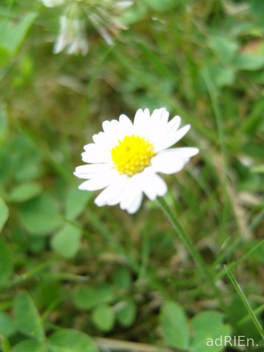 paqueret