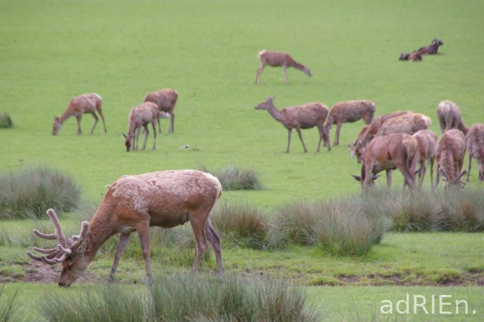 cerf et biche (6)