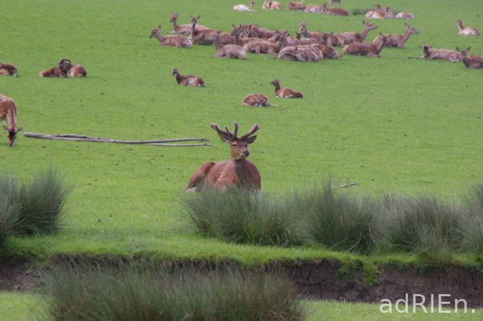 cerf et biche (11)