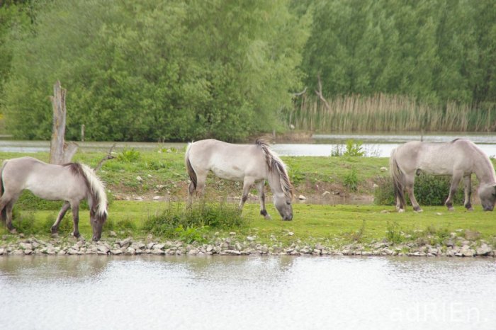 chevaux