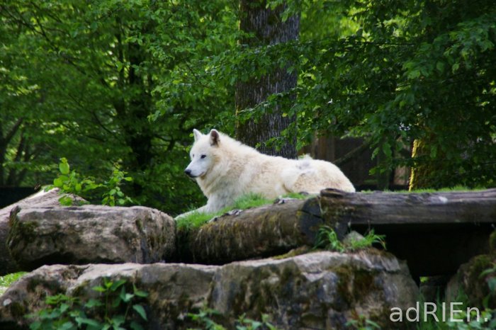 loup blanc (1)