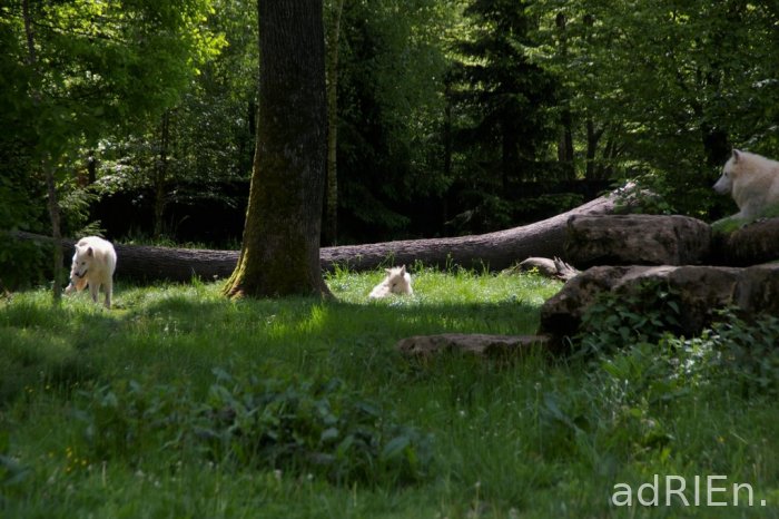 loup blanc (2)