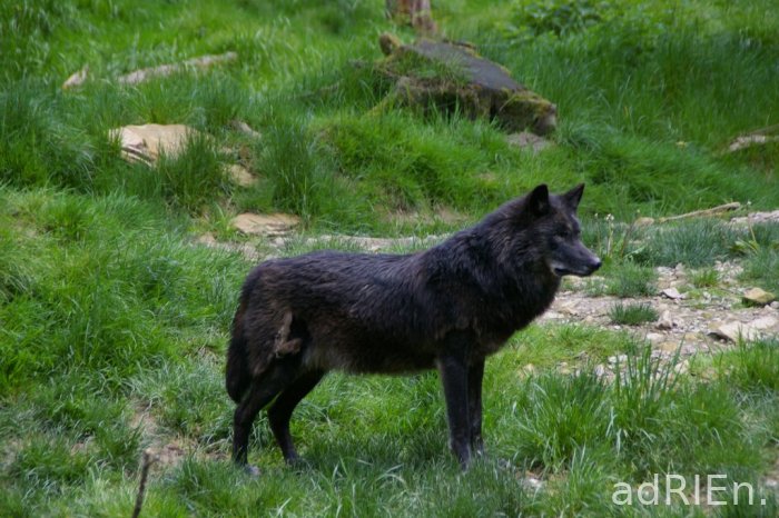 loup noir (2)